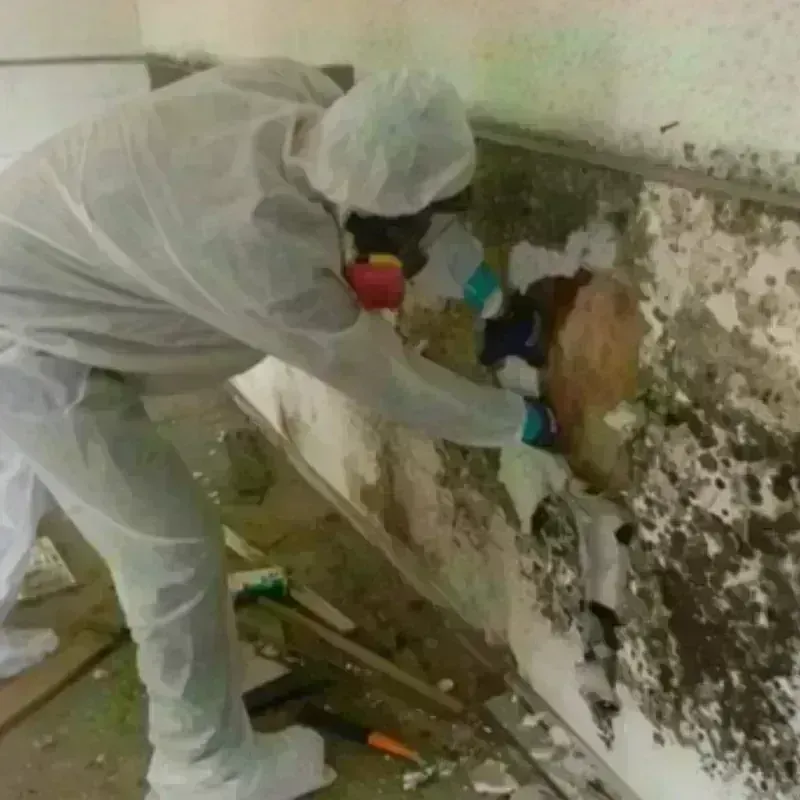 Mold Remediation and Removal in New Britain, PA